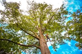 Best Lawn Mowing  in Saddle River, NJ