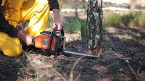 Professional Tree Services in Saddle River, NJ