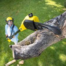 Best Tree Cabling and Bracing  in Saddle River, NJ