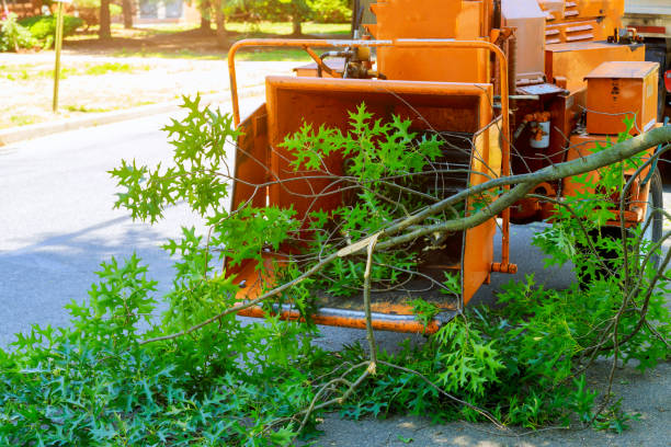 Best Tree Risk Assessment  in Saddle River, NJ