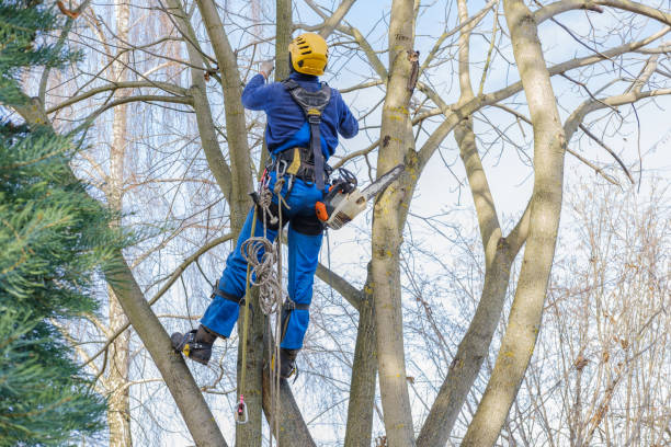 Best Tree Removal  in Saddle River, NJ