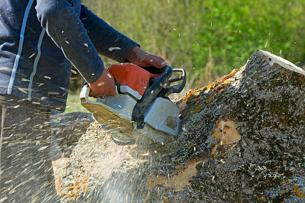 Best Fruit Tree Pruning  in Saddle River, NJ